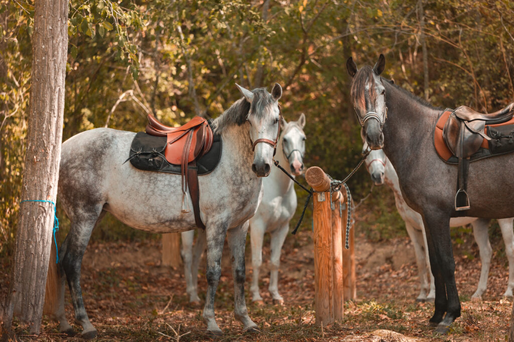 montreal-2023-09-route-artagnan-cheval-bergerie-chapitre-pause-by-vincent-photographie-adt-aude