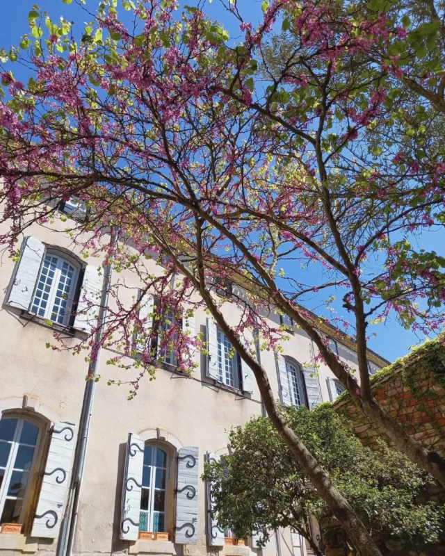 🌸🌷☀️ Quand le printemps s'invite à Fanjeaux ! 📸

Pour parfaire la visite de cette charmante cité médiévale, située à seulement 1h de Toulouse et 20 minutes de Carcassonne, notre office de tourisme vous propose :

🔸️ un guide papier 📜
🔸️ une application mobile gratuite 📱
🔸️ une visite audio-guidée 🔊
🔸️ le livret jeu "Fanjeaux et le Mystérieux Sortilège" 🕵

... Rendez-vous dans nos locaux : place du Treil à Fanjeaux (11270) pour plus d'informations ℹ 

#Fanjeaux #sitesdupayscathare #village #villagepittoresque #collinescathares #aude #audetourisme #jaimelaude #occitanie #occitanietourisme #printemps #spring #sunnyday #sudouest #suddelafrance #southoffrance