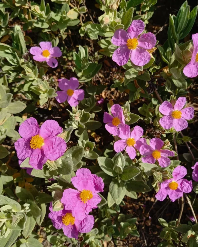 😍 De délicieuses rencontres fleuries sur le sentier des "dédales du temps" à Villasavary 🌸🌺

Cette jolie boucle thématique vous invite à la découverte des paysages locaux et des Hommes qui les ont façonnés au fil du temps.

Départ à la Maison de la Randonnée à Villasavary (11150) | 🔄 10,2 km | ⏱ 3h30 | Balisage : Rouge + 9 silhouettes métalliques

#fleurs #nature #randonnée #randonnéepédestre #sentier #Villasavary #aude #audetourisme #jaimelaude #occitanie #occitanietourisme #suddelafrance #flowers #hiking #southoffrance 

Crédits photos : OTI Au Cœur des Collines Cathares