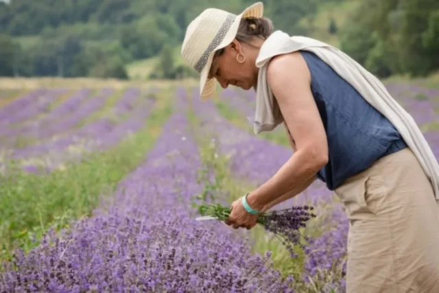🌿💜 Plongez dans l'univers enchanteur de la lavande !

De mai à septembre 2025, le domaine @les_collines_de_besplas à Villasavary vous propose une belle palette d’activités autour de l’or bleu : visites découvertes, ateliers DIY, balades nature, expériences insolites et évènements. 🎉

➡️ Le programme complet des activités et les réservations, sur le site : www.lescollinesdebesplas.fr | @les_collines_de_besplas 

#lavande #agritourisme #terroir #sortirenfamille #sortirentreamis #circuitcourt #lescollinesdebesplas #collinescathares #aude #villasavary #audetourisme @audetourisme #occitanie @voyageoccitanie 
Crédits photos : ©Les Collines de Besplas