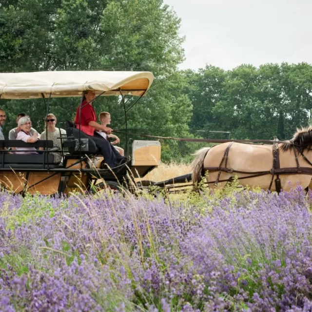 🌿💜 Le week-end des 21 & 22 juin, prenez part à la 4ème édition de l'événement "Un Air de Lavande" !

@les_collines_de_besplas vous accueille sur son magnifique domaine et vous invite à découvrir ou redécouvrir l’emblématique culture de la lavande. 

Au programme : Rando au milieu des champs en fleurs 🥾, balade contée, pique-nique au pied des lavandes, promenade en calèche 🐴, sieste sur un transat, cueillette ou atelier de fabrication de savons 🧼, halte à la chapelle de Saint Martin ⛪...

Se reconnecter à la nature, marcher, écouter, sentir... Venez vivre une expérience unique au cœur des champs de lavande ! 👒🐝☀️🧘‍♀️

Infos et réservations : www.unairdelavande.fr

#lavande #nature #aude #audetourisme #sortirdanslaude #sortieentreamis #sortirenfamille #terroir #slowtourisme #jaimelaude #agritourisme #Villasavary #occitanie #occitanietourisme #voyageoccitanie
Photos : Les Collines de Besplas