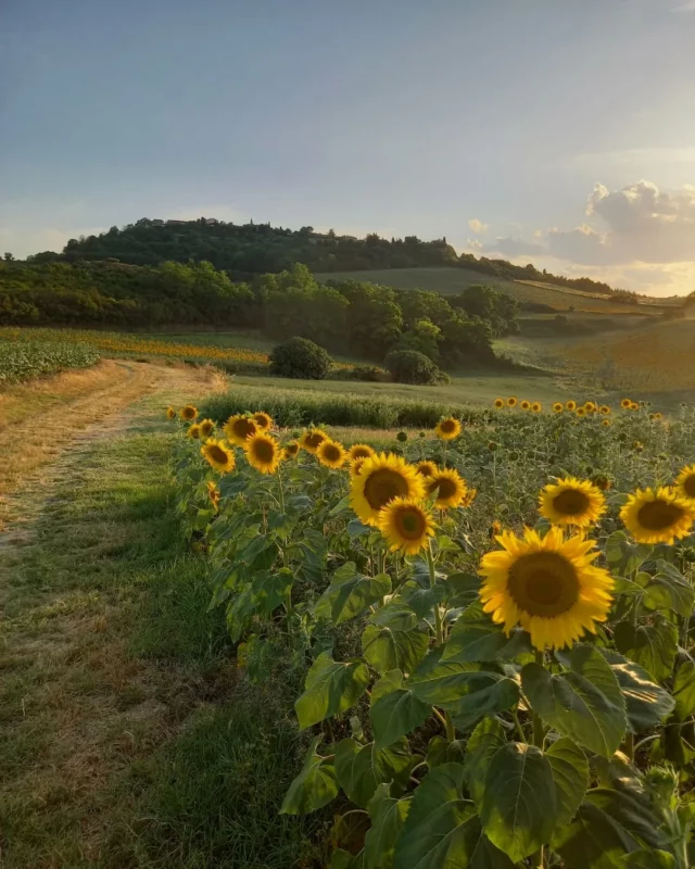 🌻📸 Les premiers tournesols viennent sublimer les paysages du début de l'été ☀️

#tournesols #sunflower #paysages #campagneaudoise #collinescathares #Aude #jaimelaude #audetourisme #occitanie #occitanietourisme #landscape #suddelafrance #sudouest #southoffrance
