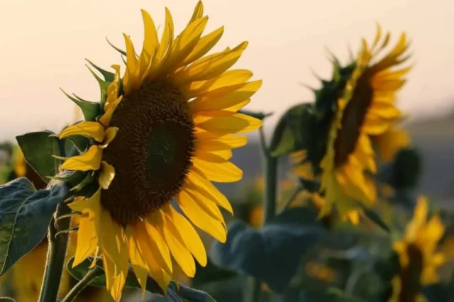 🌻🌻 C'est la star du moment... le tournesol ensoleille les collines de la Piège avec sa tête toute fière et son allure élancée ! 😍☀️

#photographie #tournesols #sunflower #photooftheday #paysages #collinescathares #Aude #jaimelaude #audetourisme #occitanie #occitanietourisme #landscape #suddelafrance #southoffrance #sudouest