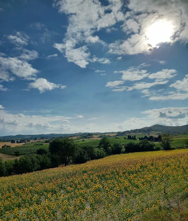 😍🌻 Un joli paysage de fin d'été...

Découvrez les "collines cathares", un territoire authentique, empreint d’histoire et baigné de soleil, où la nature et le patrimoine se rencontrent avec harmonie. ☀️🚴‍♀️🌿🚣🌄⛪

Toutes les infos ℹ sur notre site internet : www.collinescathares.com (lien en bio)

#collinescathares #territoireauthentique #paysages
#campagneaudoise #sejouralacampagne #aude #jaimelaude #audetourisme #payscathare #occitanie #occitanietourisme #suddelafrance #southoffrance #sudouest