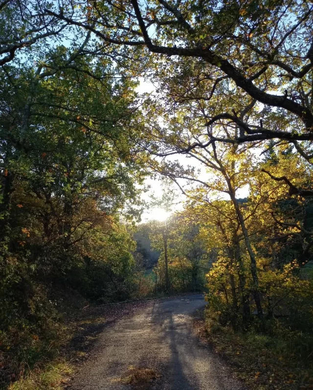 🍂🌤 Les couleurs automnales commencent à s'imposer le long des petites routes des #collinescathares 📸
#automne2025 #aude #audetourisme #jaimelaude #occitanie #occitanietourisme #photooftheday #photographie