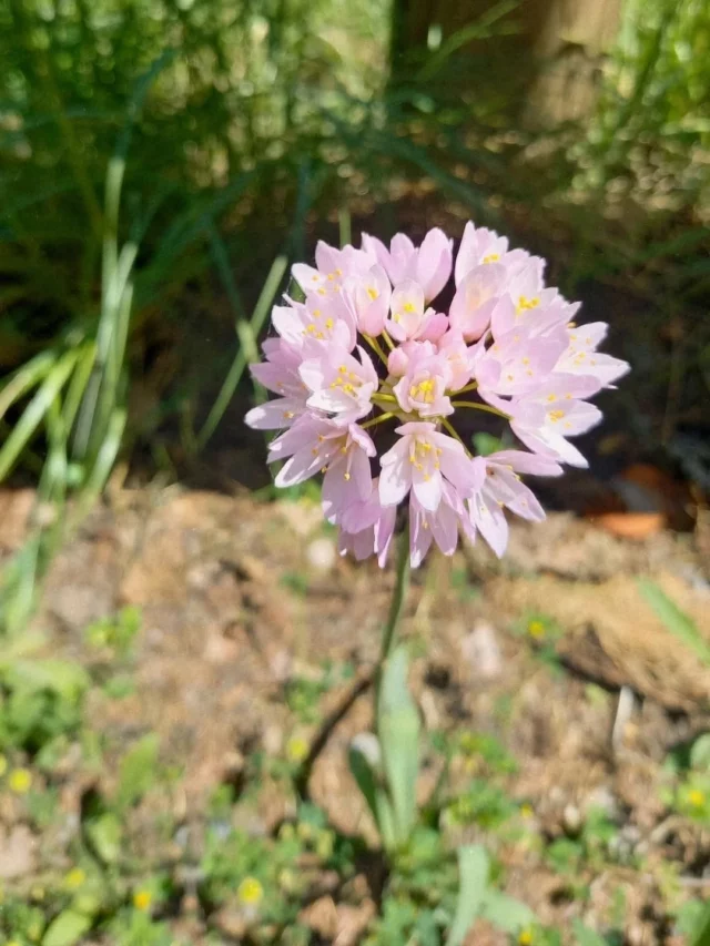 📸🌼🌷 Le printemps s’invite doucement dans les collines cathares ! 🌸🌞

Pour profiter des journées ensoleillées à venir, consultez notre site internet et découvrez une sélection de randonnées pour tous les niveaux.

👉 www.collinescathares.com (lien en bio)

#Printemps #collinescathares #Aude #Randonnée #Nature @audetourisme @voyageoccitanie