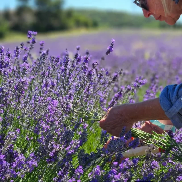 🌱💜👩‍🌾 𝗧𝗼𝗽 𝗱𝗲́𝗽𝗮𝗿𝘁 𝗽𝗼𝘂𝗿 𝗹𝗮 𝘀𝗮𝗶𝘀𝗼𝗻 𝗮𝗴𝗿𝗶𝘁𝗼𝘂𝗿𝗶𝘀𝘁𝗶𝗾𝘂𝗲 𝘀𝘂𝗿 𝗹𝗲 𝗱𝗼𝗺𝗮𝗶𝗻𝗲 𝗟𝗲𝘀 𝗖𝗼𝗹𝗹𝗶𝗻𝗲𝘀 𝗱𝗲 𝗕𝗲𝘀𝗽𝗹𝗮𝘀 !

Jusqu'au mois d'octobre 2026, le domaine @les_collines_de_besplas , 1er site agritouristique dédié à la culture de la lavande en Occitanie, vous propose une belle palette d’activités autour de l’or bleu :

🟣 Visites découverte : partez à la découverte de la culture de la Lavande, du monde merveilleux des abeilles ou encore du parcours historique de la chapelle de Besplas.

🟣 Ateliers DIY : amateurs d’authenticité, de créativité et de partage, venez découvrir les multiples utilisations de la lavande durant différents ateliers : création de savon, de baume, création de bougie, fuseaux de lavande...

🟣 Activités nature : envie de respirer un grand bol d’air odorant ? Venez vous-même cueillir vos lavandes, emprunter le circuit de randonnée des lavandes, ou encore faire une balade contée.

🟣 Expérience insolite : pique-nique gourmand dans les champs de lavande, prenez le temps de vivre, de contempler les paysages et de privilégier les rencontres.

🟣 Evènement : la cinquième édition du festival "Un air de lavande" se déroulera le weekend des 20 et 21 juin 2026 ! 

 ➡️ Le programme complet et les réservations, sur le site : www.lescollinesdebesplas.fr

@les_collines_de_besplas #lavande #agritourisme #collinescathares #audetourisme #occitanie @audetourisme @voyageoccitanie 
Photos : ©Les Collines de Besplas