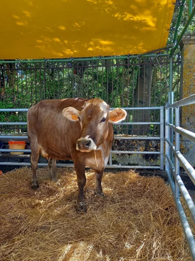 🐔👨‍🌾🌸 𝗟𝗲 𝗱𝗶𝗺𝗮𝗻𝗰𝗵𝗲 𝟭𝟮 𝗮𝘃𝗿𝗶𝗹 𝟮𝟬𝟮𝟲, 𝗼𝗻 𝘃𝗼𝘂𝘀 𝗮𝘁𝘁𝗲𝗻𝗱 𝗮̀ 𝗹𝗮 𝗙𝗼𝗶𝗿𝗲 𝗱𝗲 𝗣𝗿𝗶𝗻𝘁𝗲𝗺𝗽𝘀 𝗱𝗲 𝗕𝗲𝗹𝗽𝗲𝗰𝗵 !

Toute la journée :
 🧺 Marché de produits du terroir et artisans 
 🐷 Rencontre avec les animaux de la ferme
 🚜 Exposition/vente de machines agricoles
 🍻 Buvette des jeunes agriculteurs
 🎶 Banda et accordéoniste de rue
 🪑 Vide-greniers

Les rendez-vous :
 🎉 à 10h30 : défilé des confréries, suivi des intronisations
 😋 à 13h : repas du terroir (sur inscription)
 🚜 à 16h : défilé des vieux tracteurs.

Entrée libre. Venez nombreux ! 😀

➡️ Renseignements : associations@belpech.fr | 04 68 60 60 15 (tapez 1).

#foiredeprintemps #sortirdanslaude #marchédeproducteurs #Belpech #collinescathares @audetourisme @voyageoccitanie