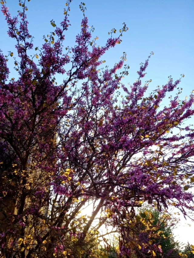 💜🌸 Les arbres de Judée, les iris et les glycines sont en fleurs dans nos paisibles villages ! 🌞

#photos #fleurs #printemps #collinescathares #Aude @audetourisme @voyageoccitanie
