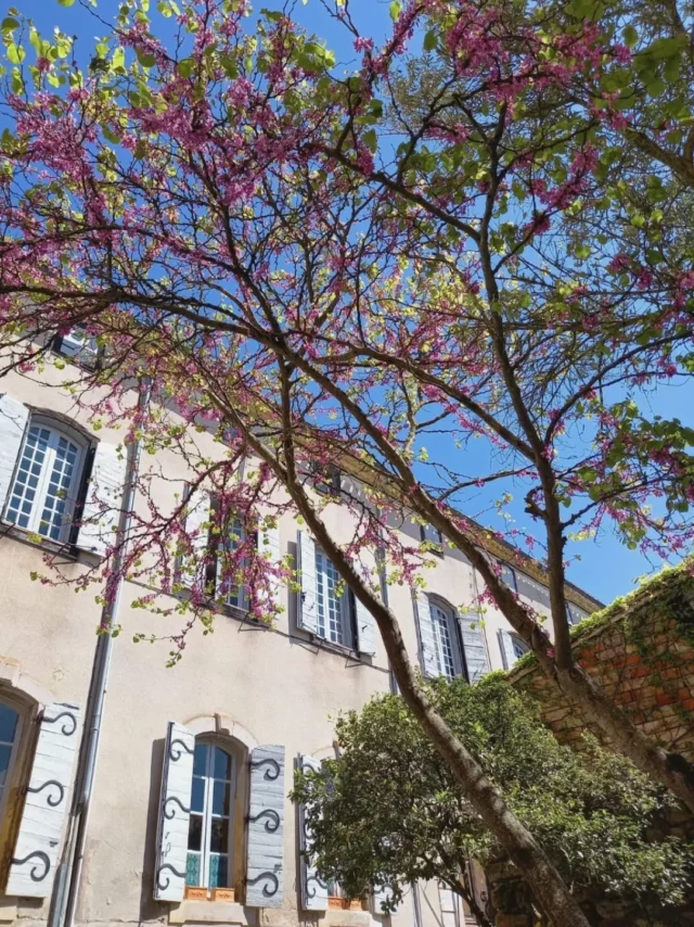 📸 𝐐𝐮𝐚𝐧𝐝 𝐥𝐞 𝐩𝐫𝐢𝐧𝐭𝐞𝐦𝐩𝐬 𝐬'𝐢𝐧𝐯𝐢𝐭𝐞 𝐚̀ 𝐅𝐚𝐧𝐣𝐞𝐚𝐮𝐱 ! 🌼🐑🌷

Pour parfaire la visite de cette charmante cité médiévale, située à seulement 1h de Toulouse et une vingtaine de minutes de Carcassonne, notre office de tourisme vous propose :

🔸️ un guide papier
🔸️ une visite audio-guidée
🔸️ le livret jeu "Fanjeaux et le Mystérieux Sortilège"
🔸️ une carte des randonnées au départ du village

... Rendez-vous dans nos locaux : place du Treil à Fanjeaux (11270) pour plus d'informations ℹ

#Fanjeaux #sitesdupayscathare #village #collinescathares #occitanie @audetourisme @voyageoccitanie 
Crédits photos : ©OTI Au Coeur des Collines cathares