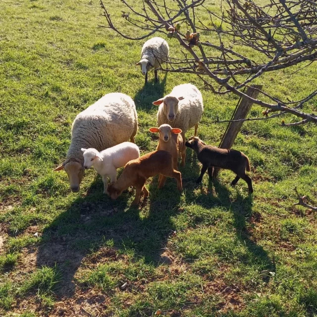 💚🐑 De "bêêêles" rencontres sur le sentier de la Fount Picou au départ de Fanjeaux 🌞

Départ sur la place du Treil (à Fanjeaux) | 🥾 Distance : 6km | ⌚️ Durée approximative : 1h30 | Niveau : Facile | Balisage : Bleu 🟦

ℹ️ Vous retrouverez ce sentier sur la carte réunissant de nombreux circuits à réaliser au cœur des collines cathares...
Gratuite, cette carte est disponible dans notre office de tourisme et téléchargeable sur notre site Internet : www.collinescathares.com (lien en bio)

Tous nos itinéraires sont également référencés sur les applis Visorando, WeTrek (IGN Rando') et Cirkwi. 📲

#randonnée #collinescathares #Fanjeaux #aude @audetourisme #occitanie @voyageoccitanie