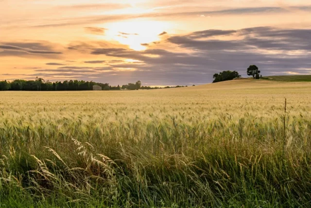 📸🌾🌤 Entre Villasavary, Bram et Pexiora, le jour se lève sur une mer de blé dorée.

#paysage #Lauragais #audetourisme #occitanie #collinescathares @audetourisme @voyageoccitanie 
Photo : @marin.rivesferrer / Collines Cathares Tourisme