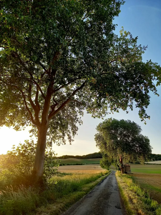 📸🌾🔆 Dans la Piège, entre Cahuzac et Lafage, un ancien moulin métallique se dresse fièrement au bord du chemin.

#photooftheday #campagne #collinescathares #Cahuzac #Lafage @audetourisme @voyageoccitanie