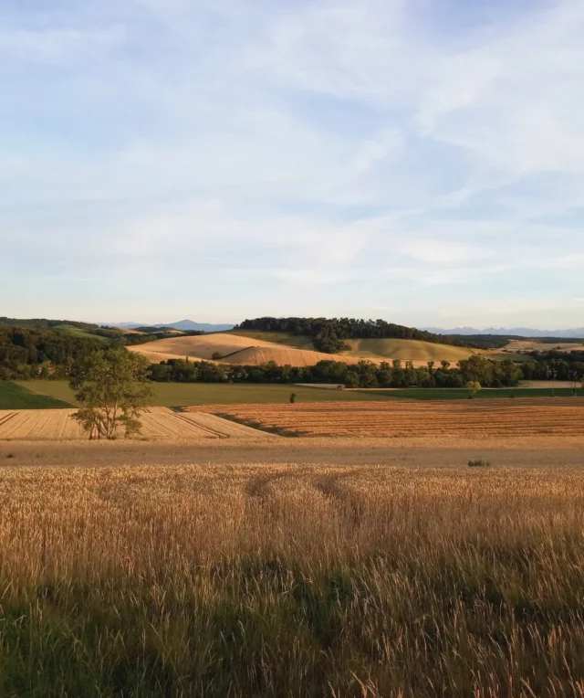 🌾☀️🌼 Fin de journée à Pécharic-et-le-Py 📸

De nombreux sentiers pédestres, cyclos et VTT vous permettent de découvrir les "Collines Cathares", un joli territoire Nature et rural situé dans l'ouest de l'Aude. (À seulement 50 minutes de Toulouse !)

ℹ Pour en savoir plus, on vous donne rendez-vous dans nos locaux (6 place du Treil 11270 Fanjeaux) ou sur notre site internet : www.collinescathares.com (lien en bio)

#collinescathares #aude #audetourisme
#jaimelaude #occitanie @audetourisme @voyageoccitanie
