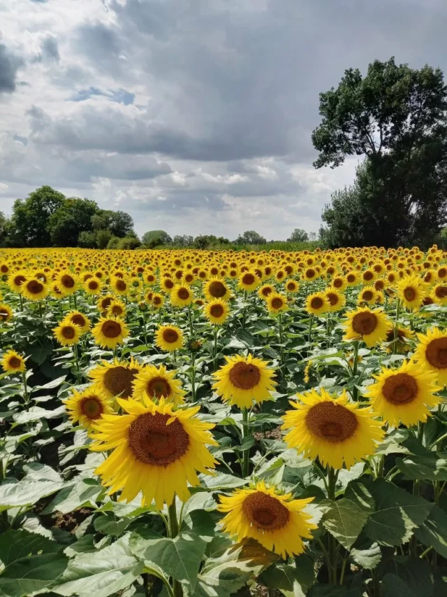 🌻💛⛅📸 Les premiers tournesols en fleurs... un vrai plaisir pour les yeux !

#tournesols #sunflowers #paysage #Aude #Occitanie @audetourisme @voyageoccitanie